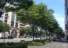 新緑のケヤキ並木(御池通)