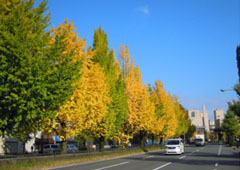 秋のイチョウ並木(堀川通)